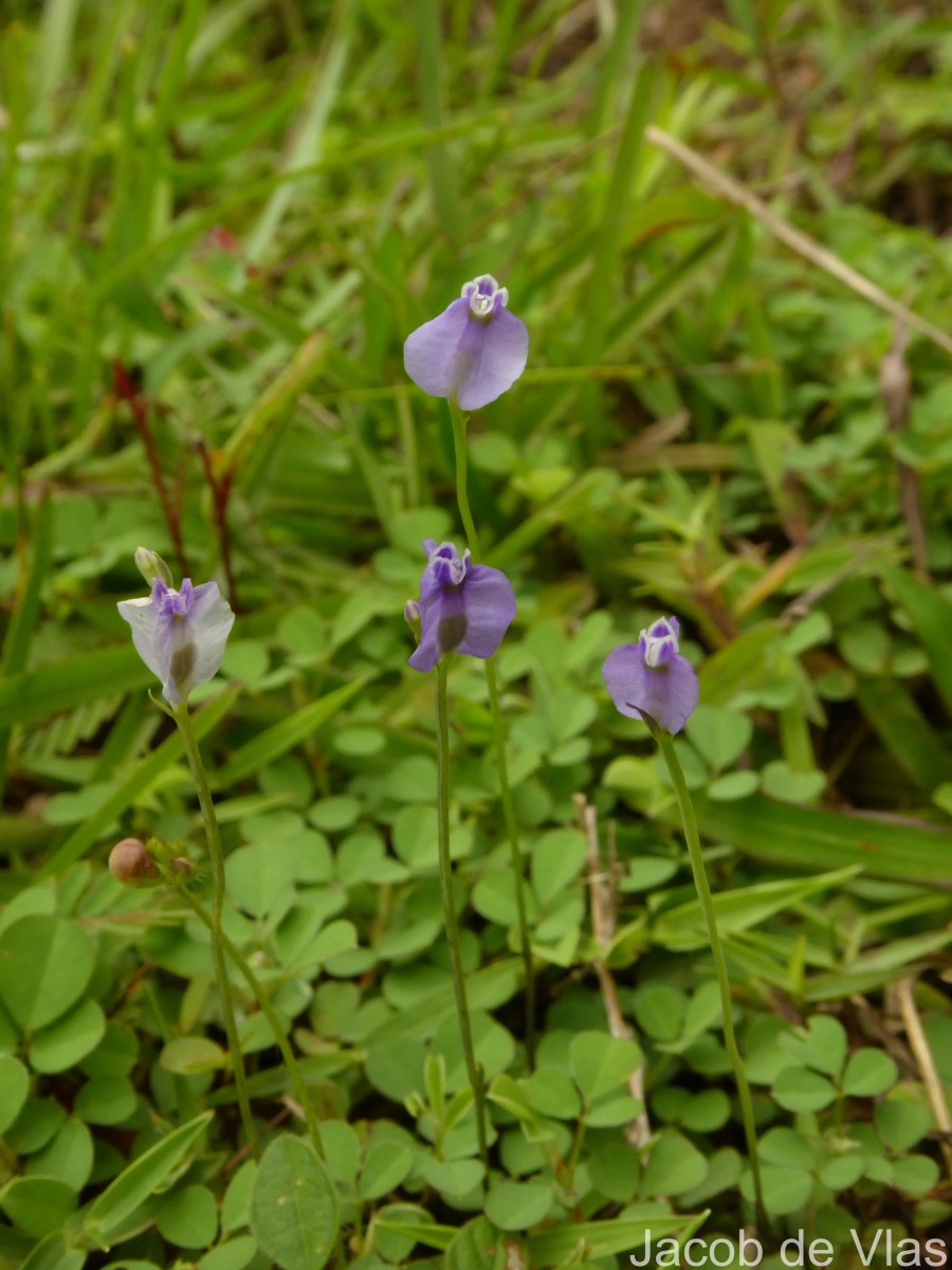 Burmannia pusilla (Miers) Thwaites